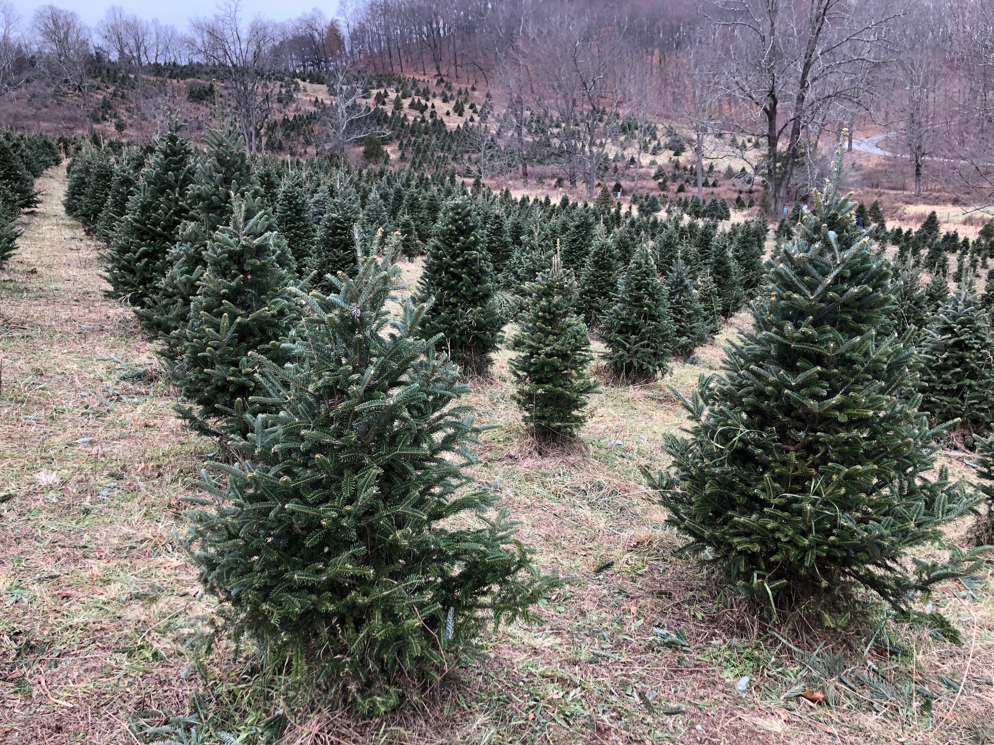 本物・もみの木でクリスマスツリー 米国ならではの楽しみを | ちゅう